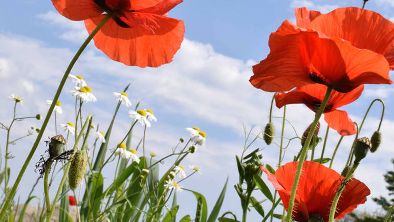 Le printemps de l’Aire: une saison lumineuse